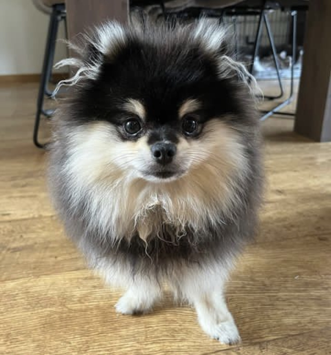 Nala - Fille